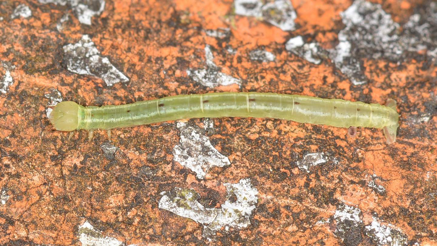 Larvetta verde:  Cabera pusaria - Geometridae