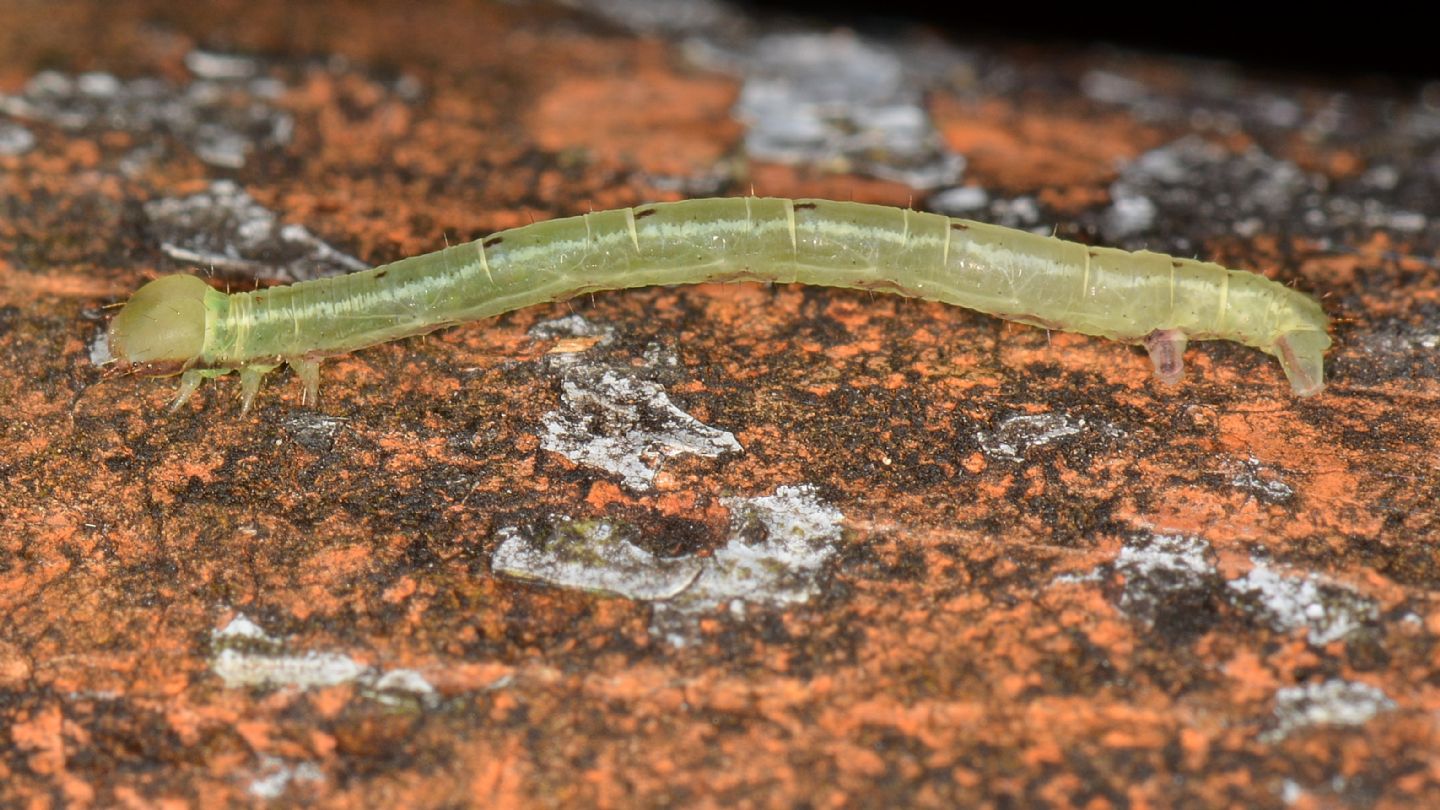 Larvetta verde:  Cabera pusaria - Geometridae