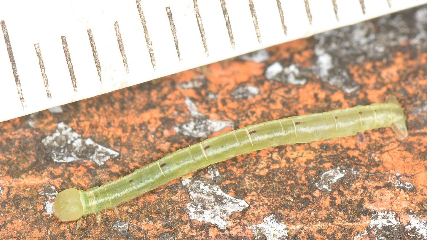 Larvetta verde:  Cabera pusaria - Geometridae