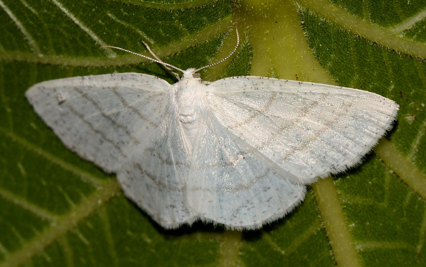 Larvetta verde:  Cabera pusaria - Geometridae