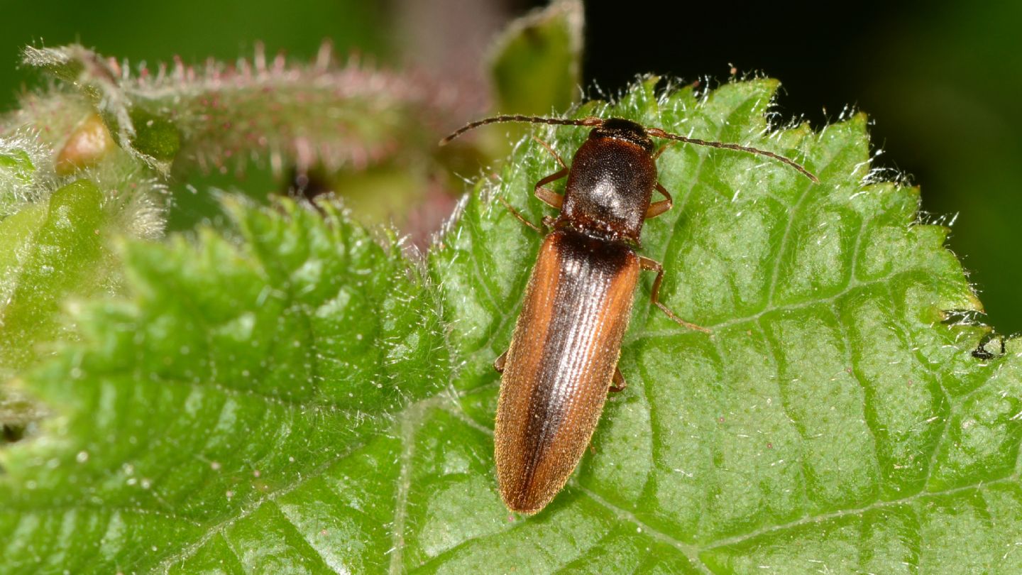 Elateridae: Dalopius marginatus