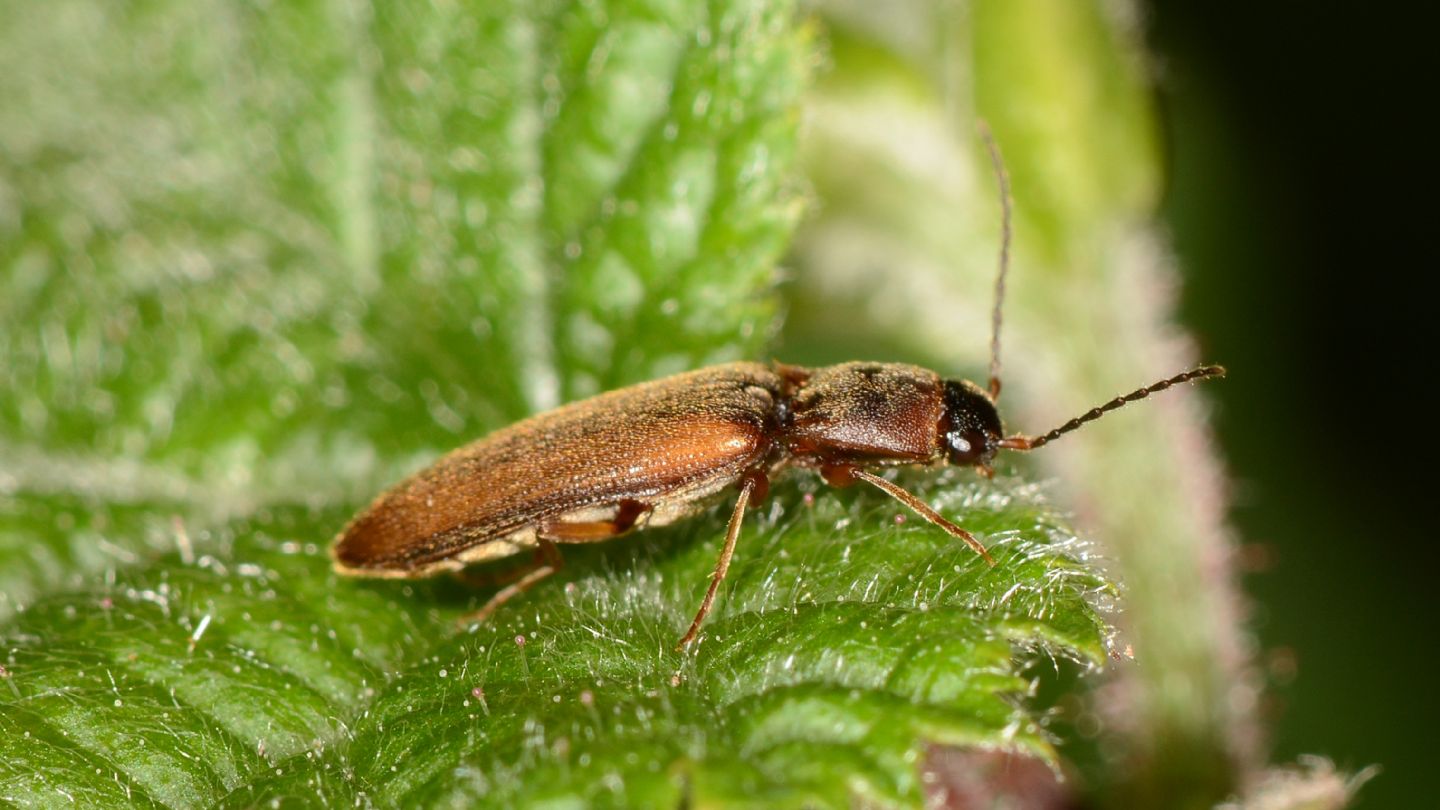 Elateridae: Dalopius marginatus