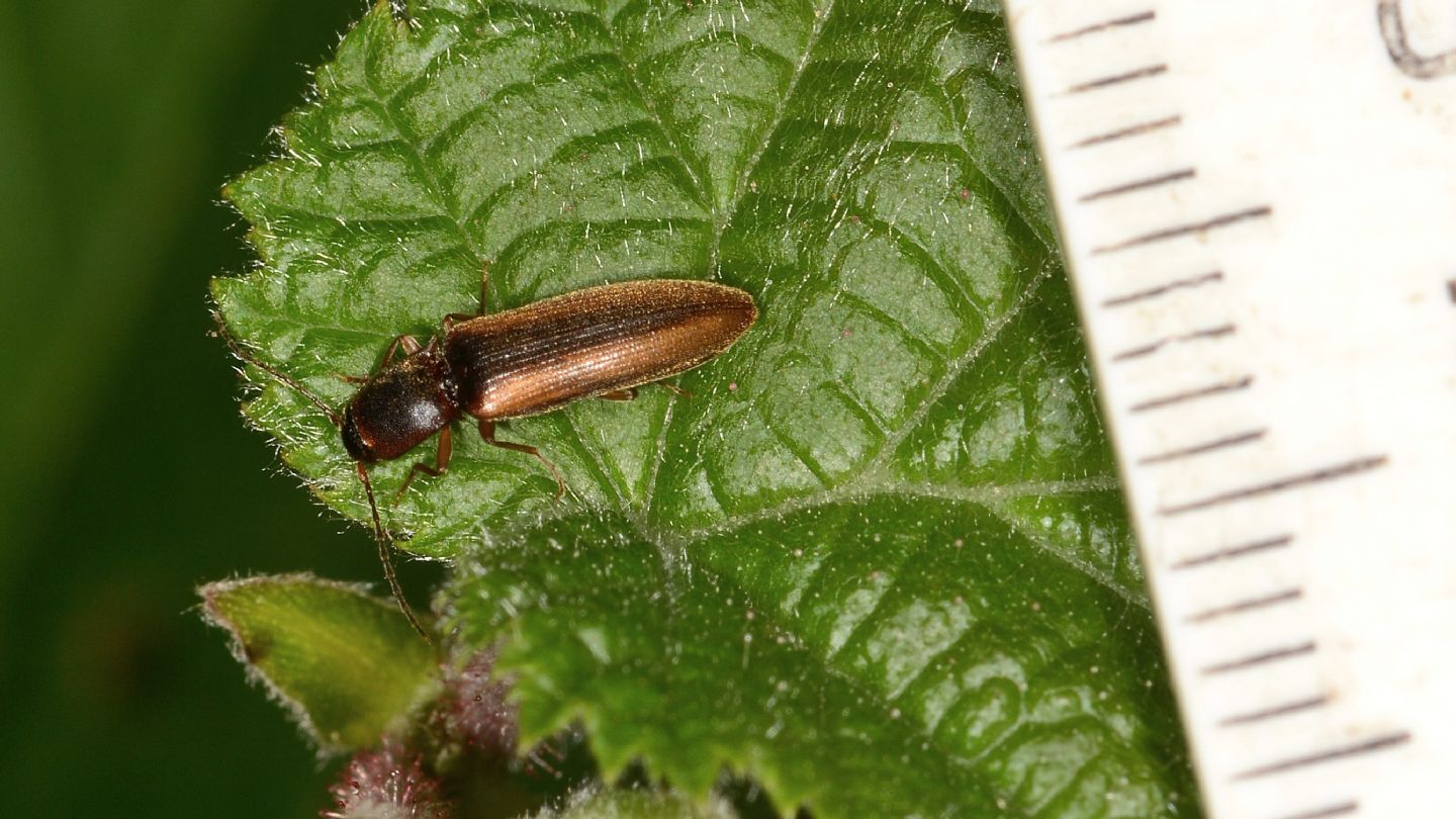 Elateridae: Dalopius marginatus