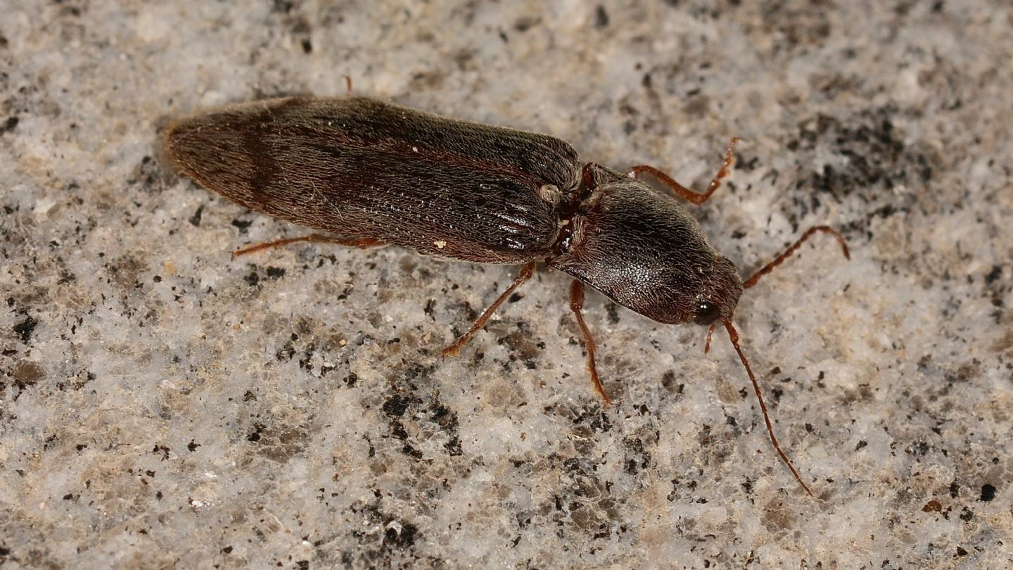 Elateridae: Stenagostus rhombeus