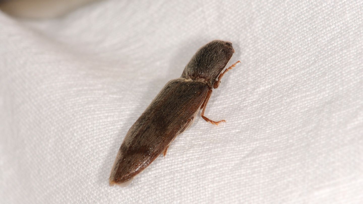 Elateridae: Stenagostus rhombeus