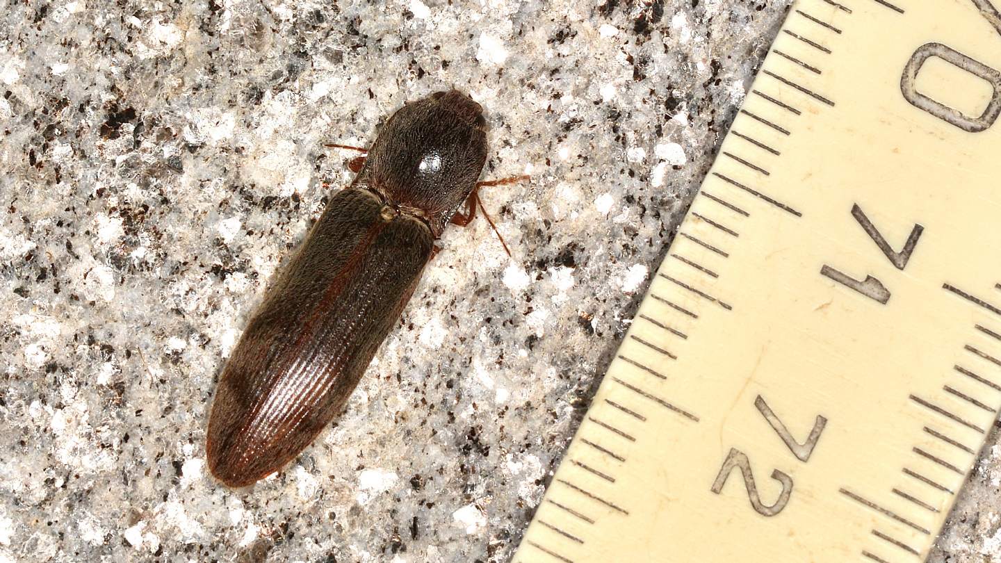 Elateridae: Stenagostus rhombeus