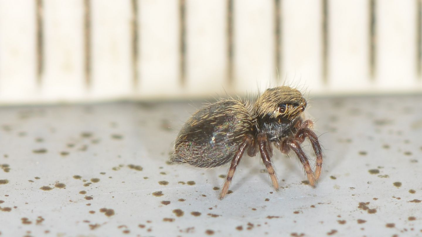 Salticidae