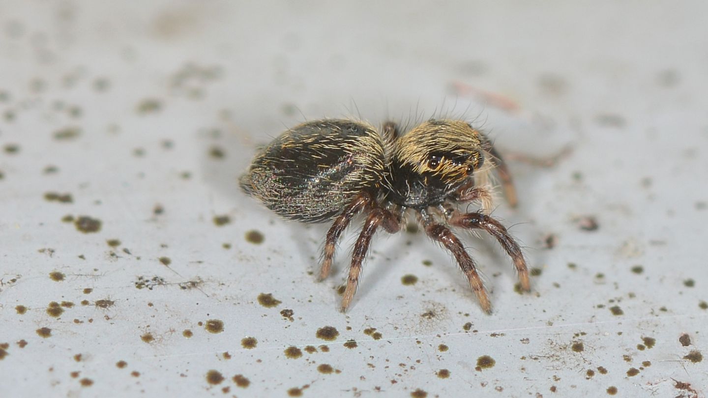 Salticidae