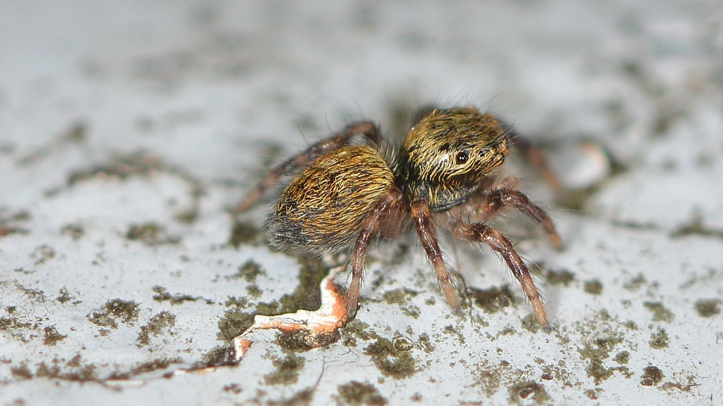 Salticidae