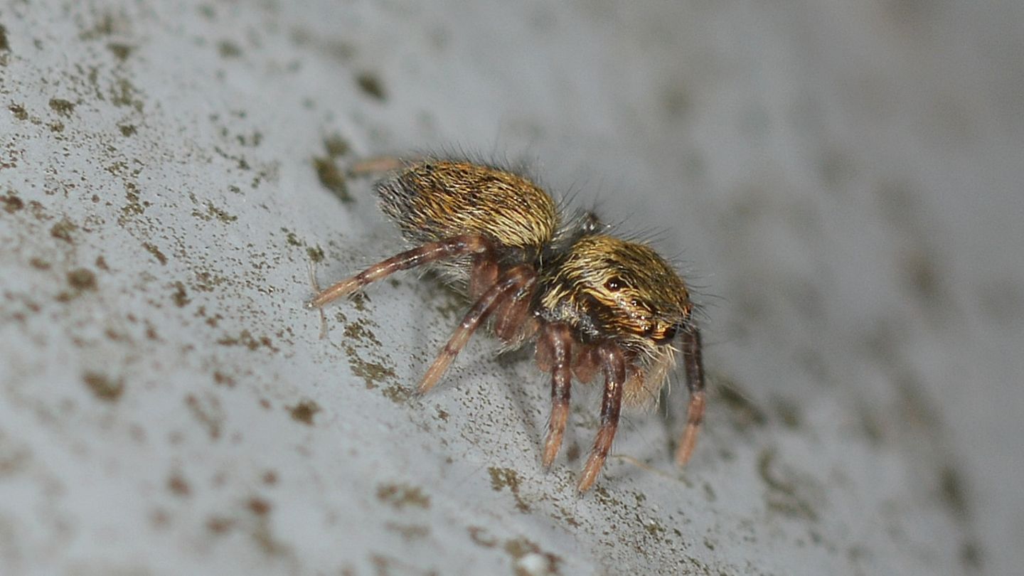 Salticidae