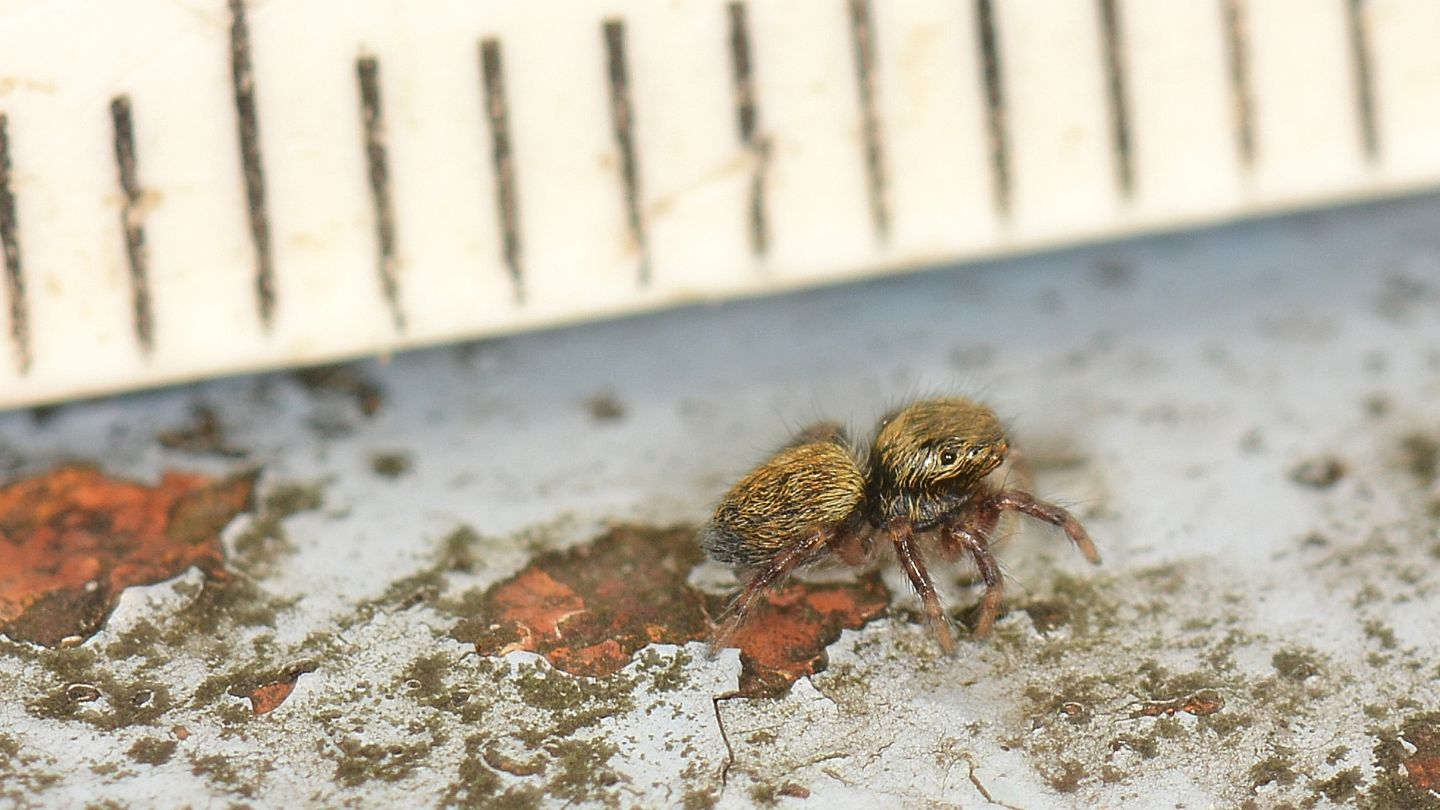 Salticidae