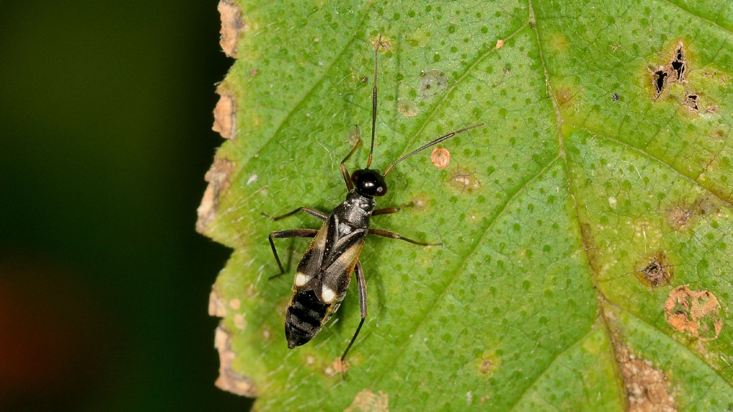 Miridae:  Globiceps sp.