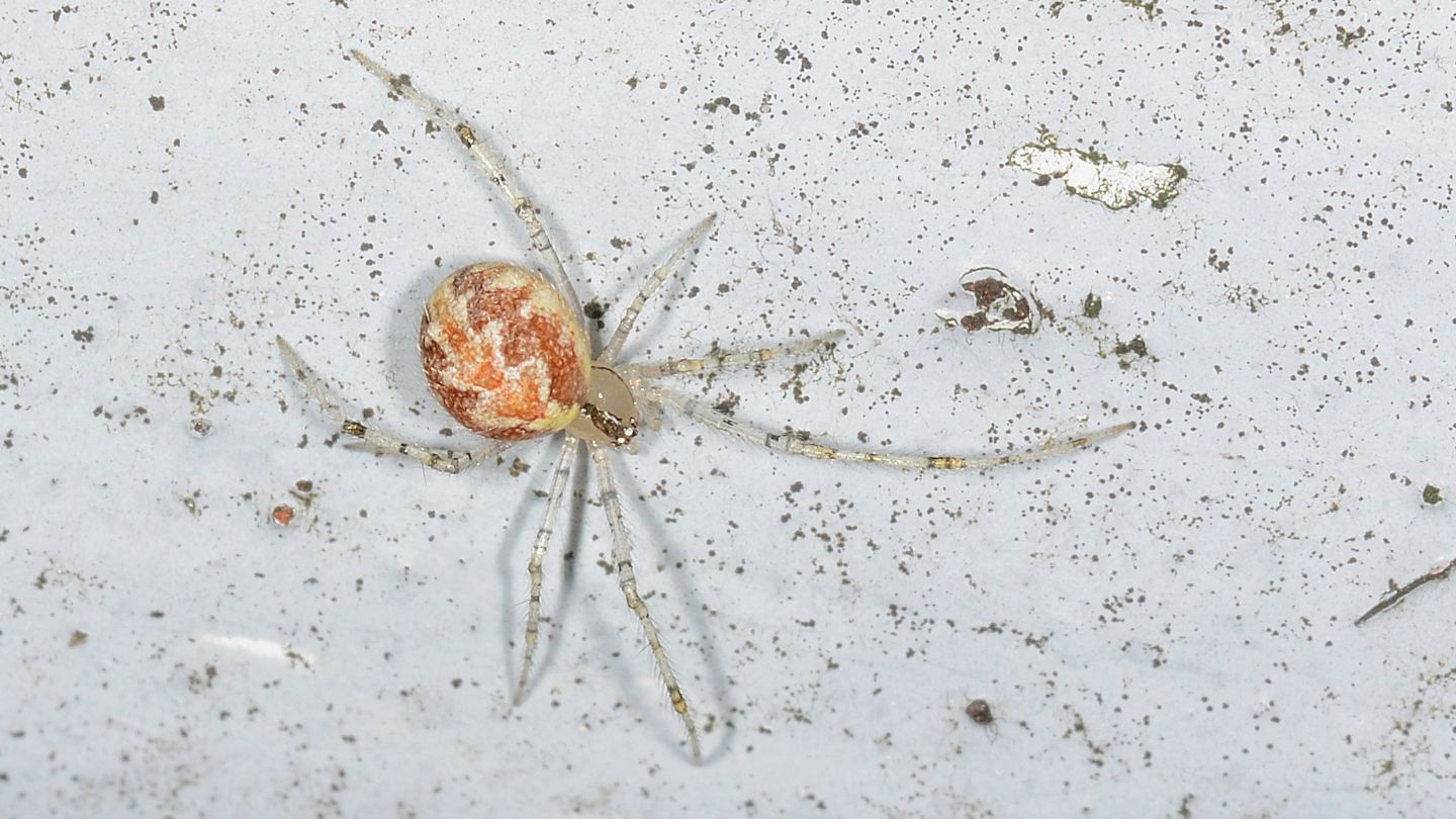 Theridiidae:  Theridion sp. - Bannio Anzino (VCO)