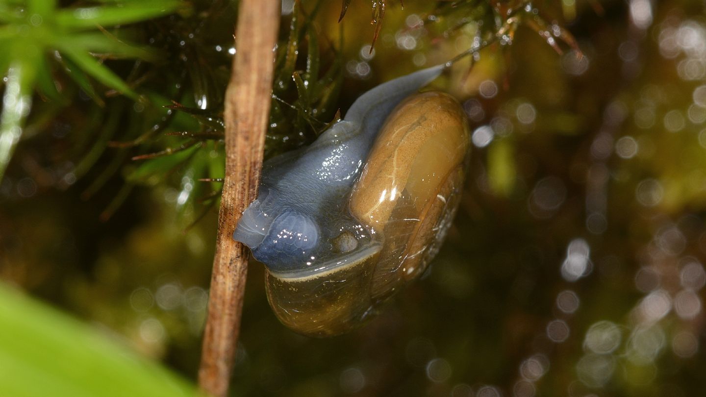Chiocciola da id