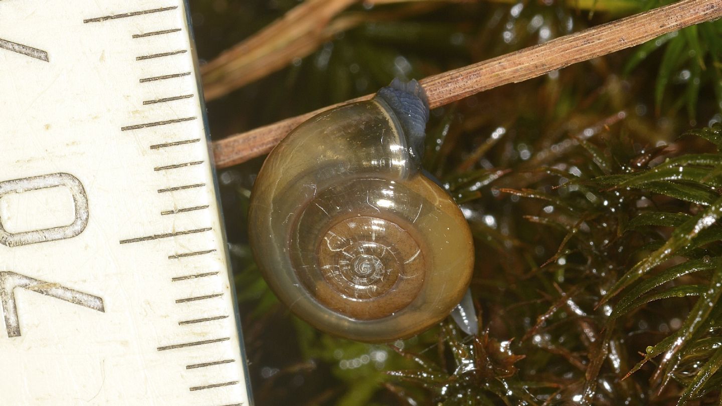 Chiocciola da id