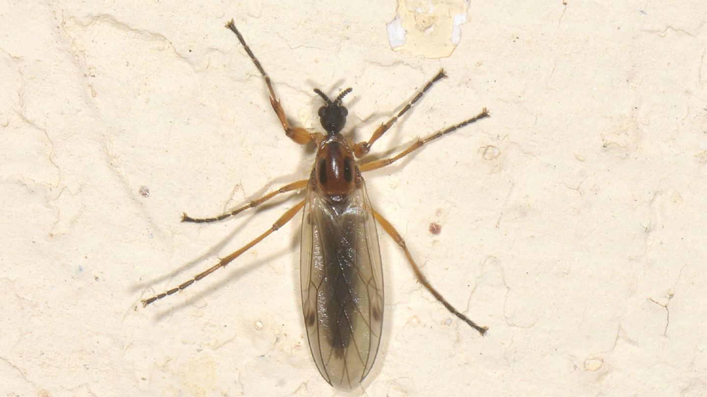 Bibionidae: Bibio sp., femmina