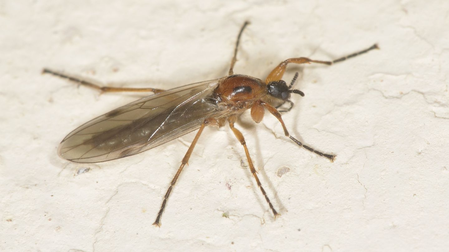 Bibionidae: Bibio sp., femmina