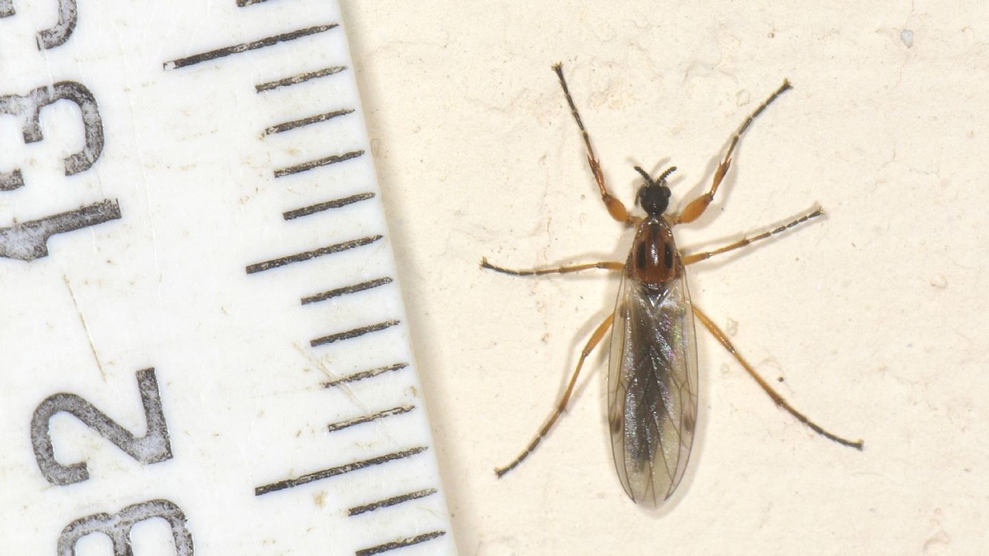 Bibionidae: Bibio sp., femmina