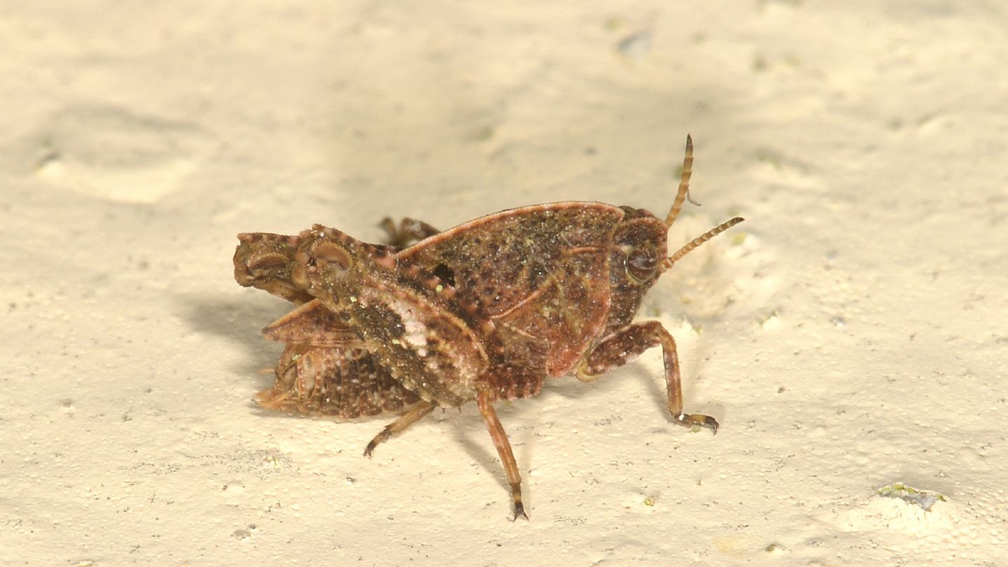 Tetrigidae da id