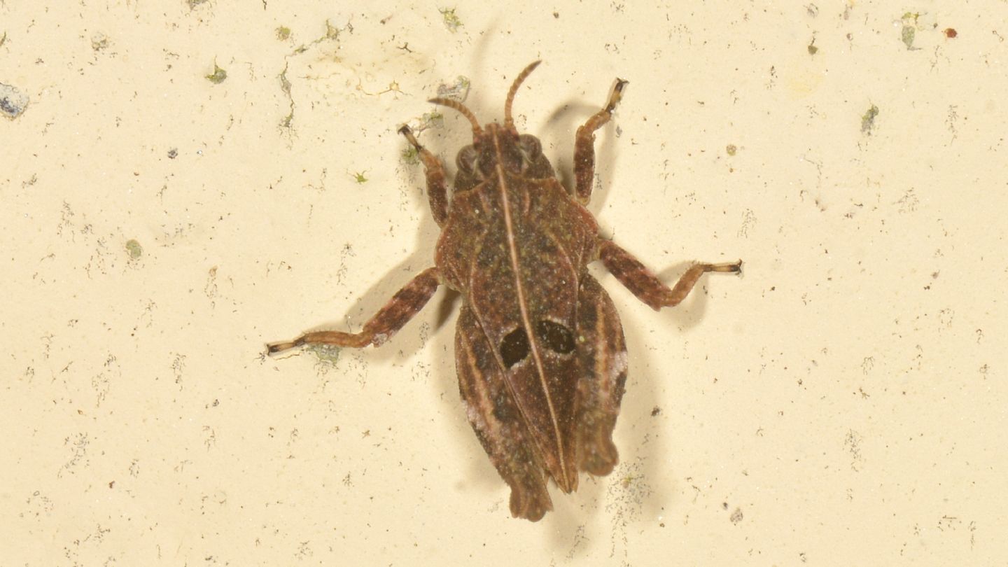 Tetrigidae da id