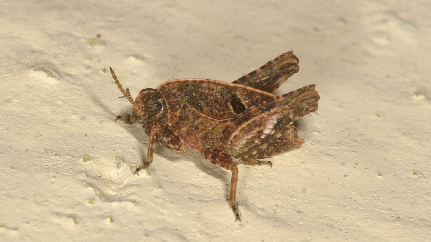 Tetrigidae da id