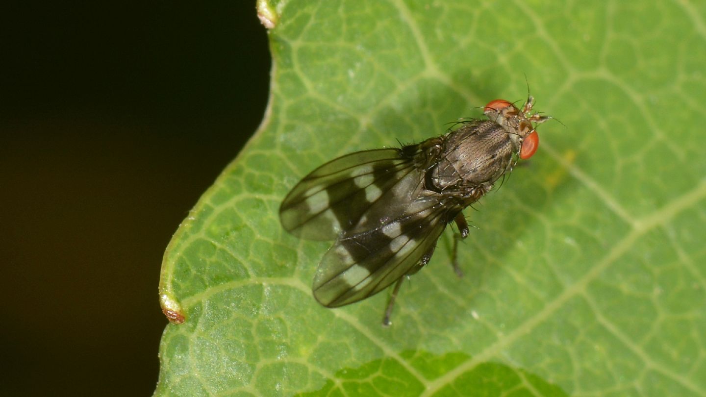 Diastatidae: Diastata nebulosa