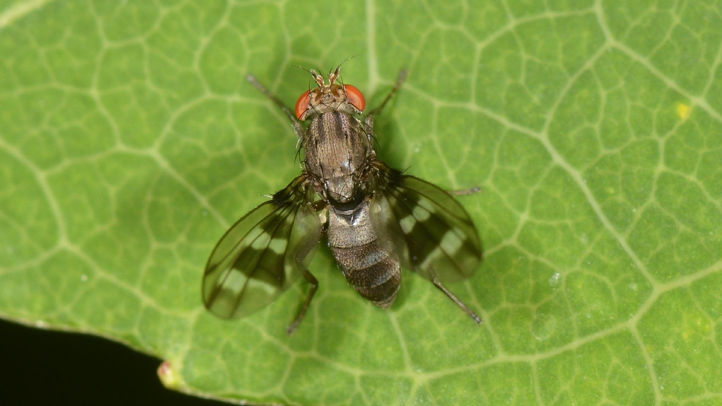 Diastatidae: Diastata nebulosa