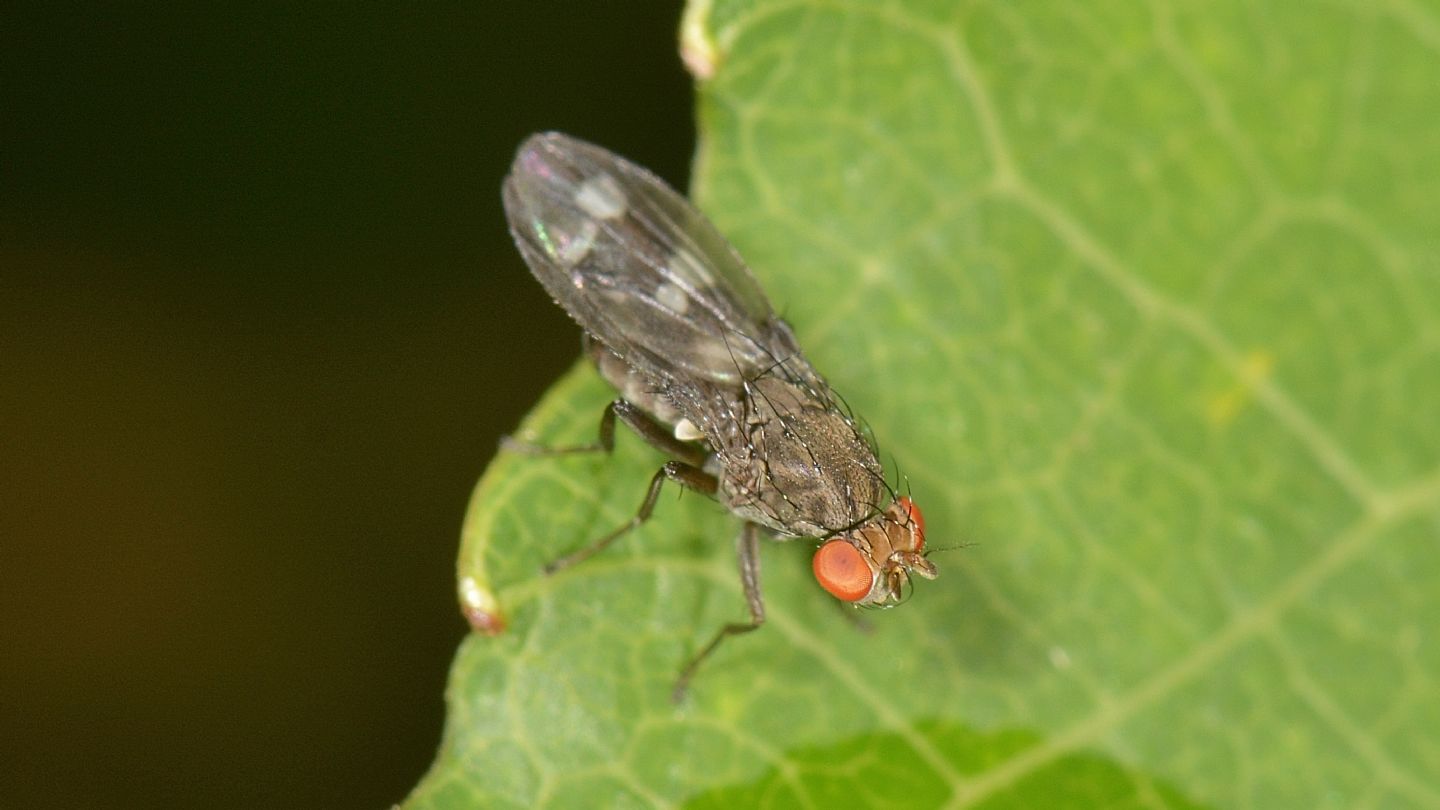 Diastatidae: Diastata nebulosa