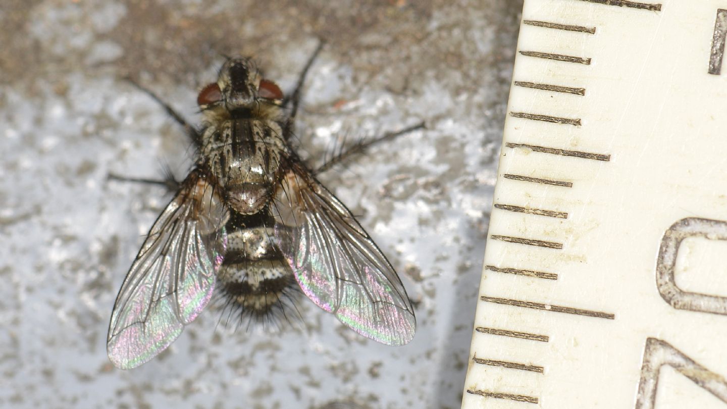 Tachinidae: Chetogena tschorsnigi (cfr.)