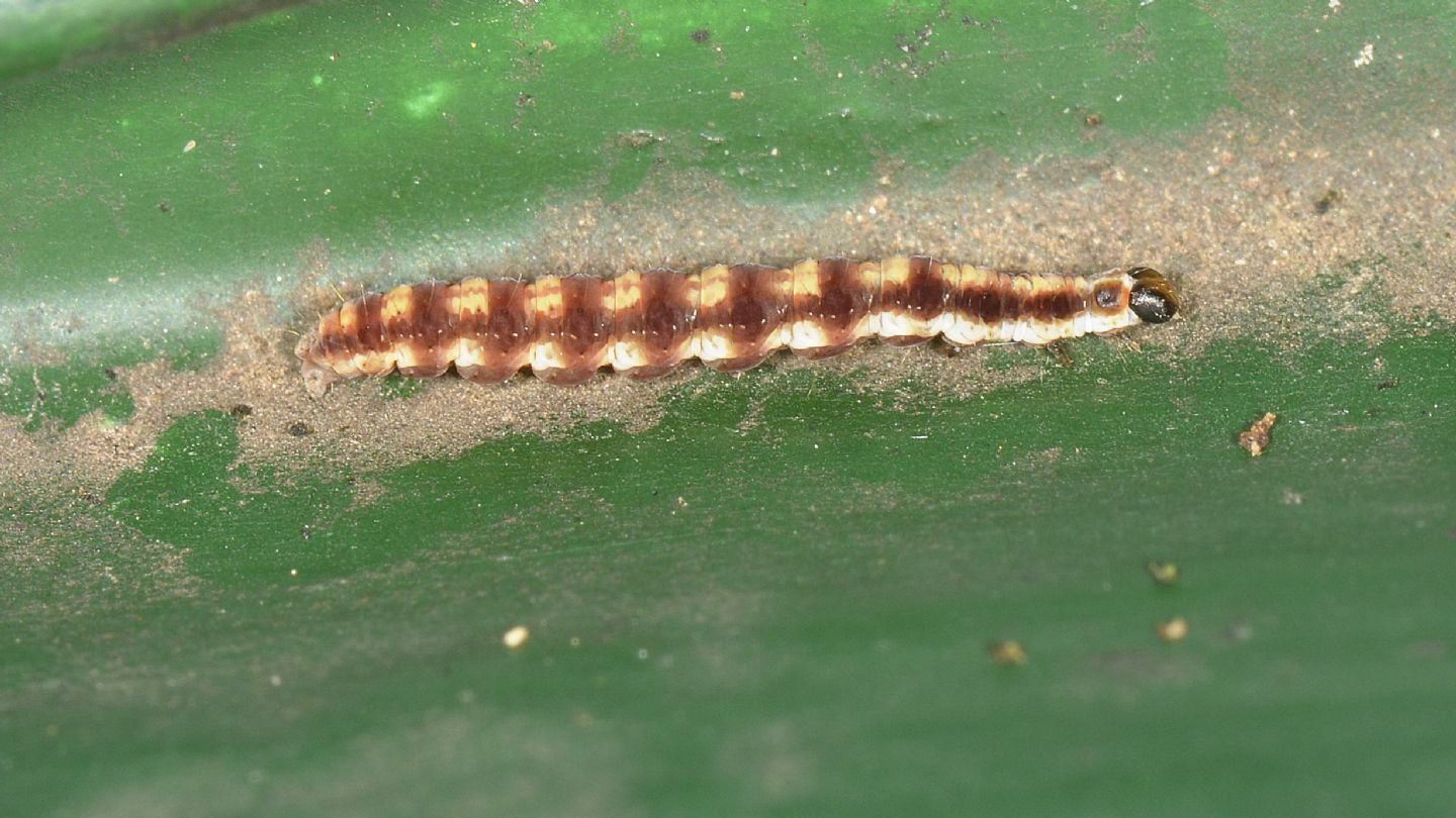 Larva di Swammrdamia pyrella - Yponomeutidae