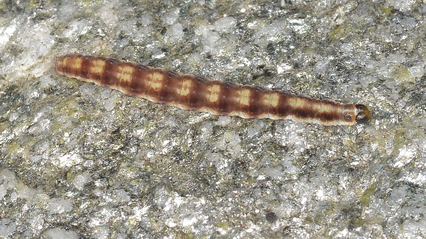 Larva di Swammèrdamia pyrella - Yponomeutidae