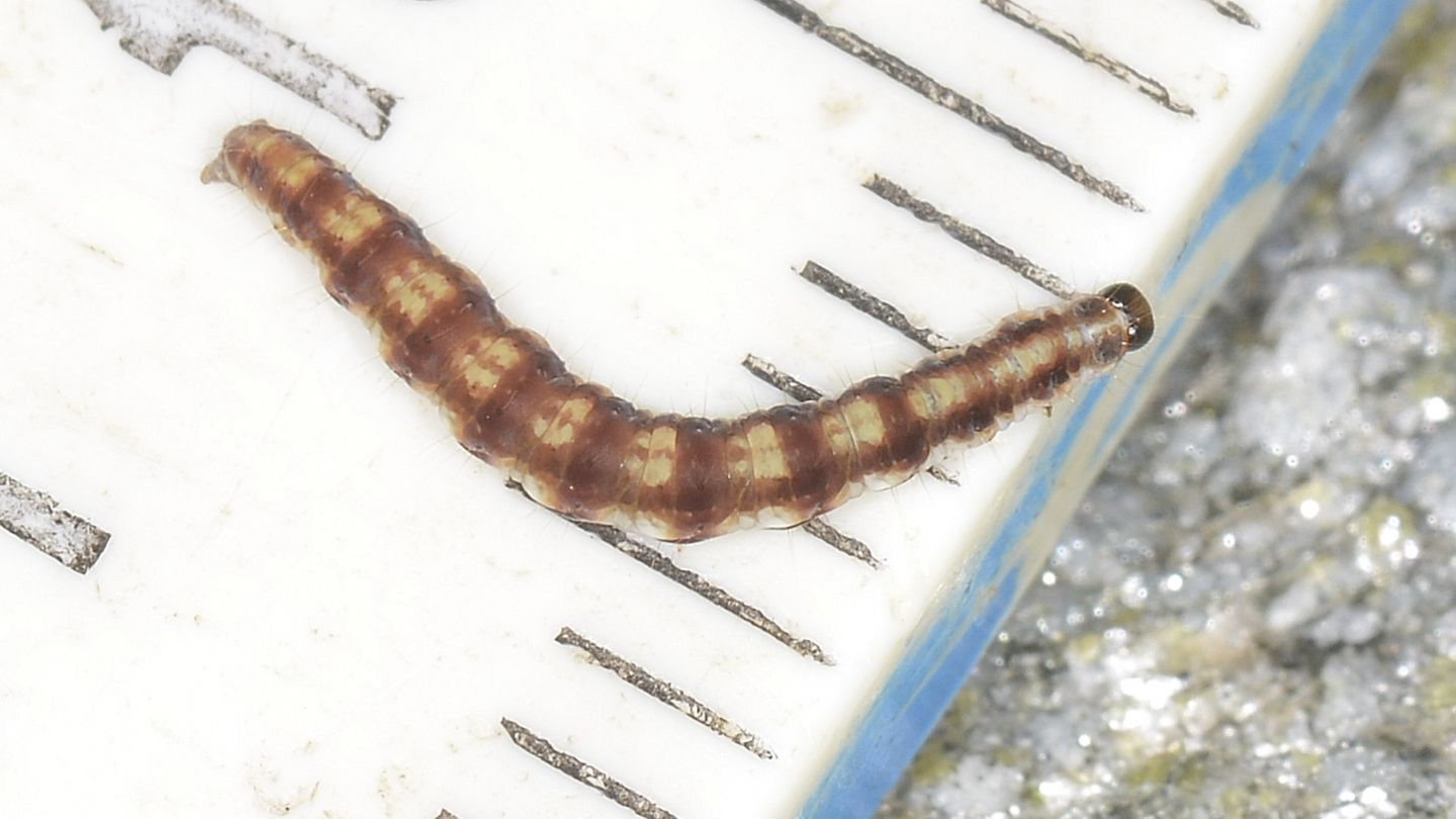 Larva di Swammèrdamia pyrella - Yponomeutidae