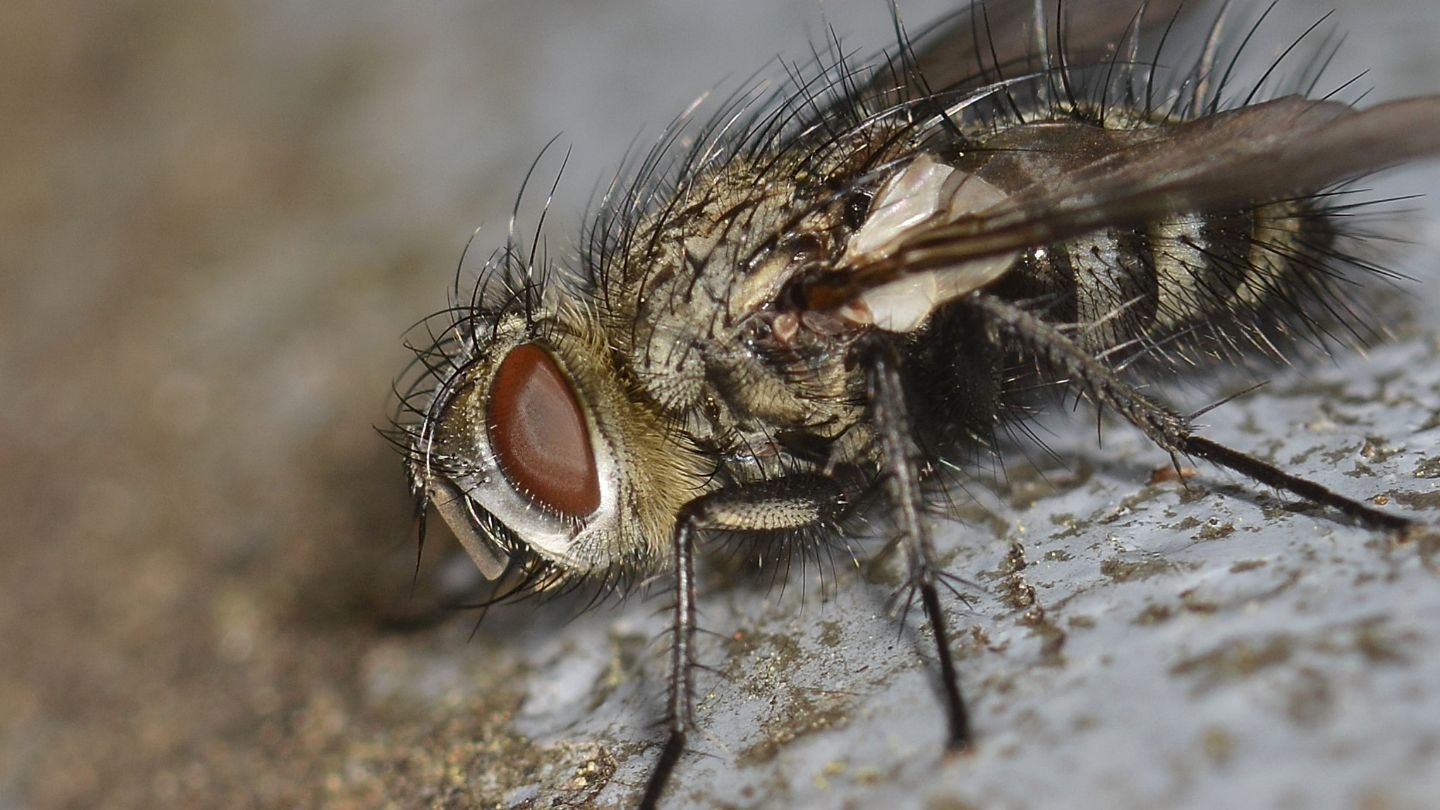 Tachinidae: Chetogena tschorsnigi (cfr.)