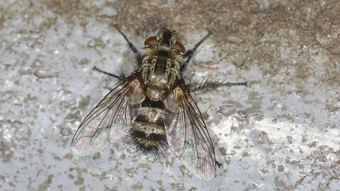 Tachinidae: Chetogena tschorsnigi (cfr.)