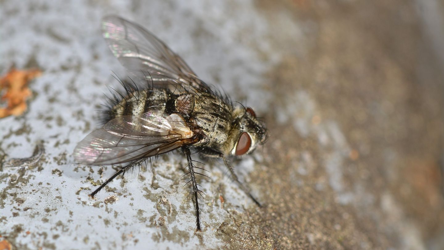 Tachinidae: Chetogena tschorsnigi (cfr.)