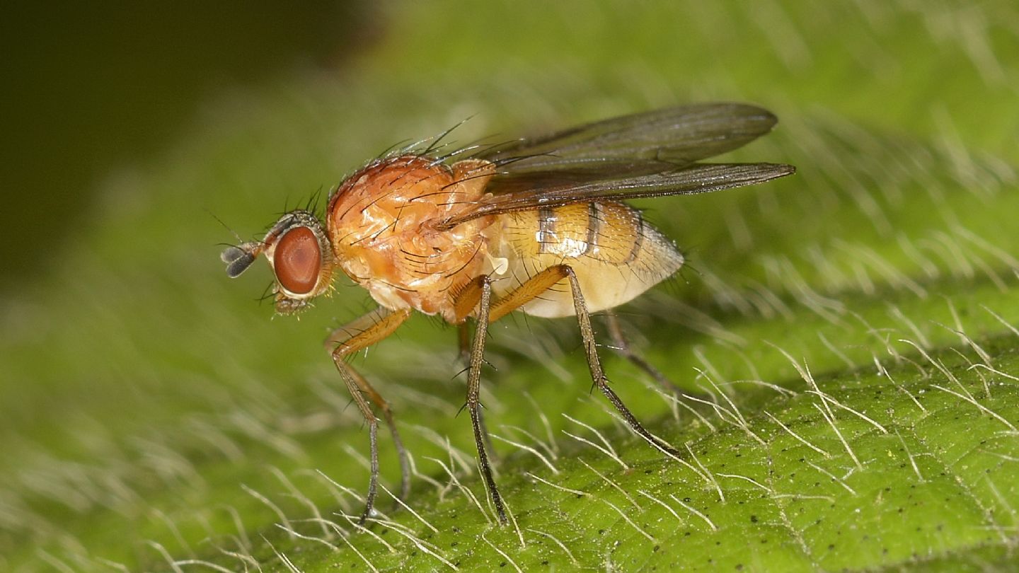 Mosca arancione:   Pegomya cfr. geniculata (Anthomyiidae)