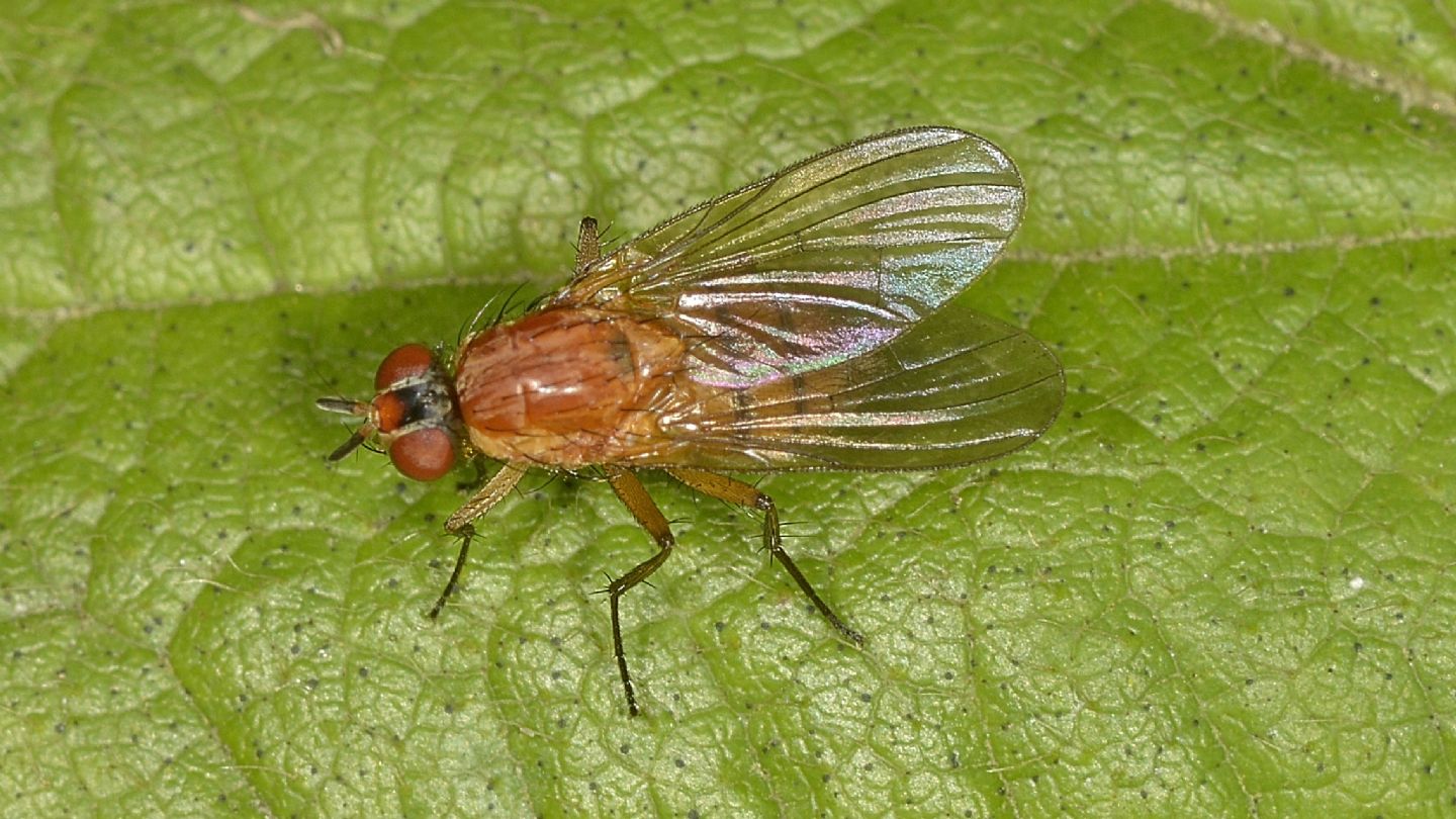 Mosca arancione:   Pegomya cfr. geniculata (Anthomyiidae)