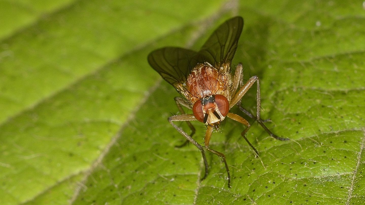 Mosca arancione:   Pegomya cfr. geniculata (Anthomyiidae)