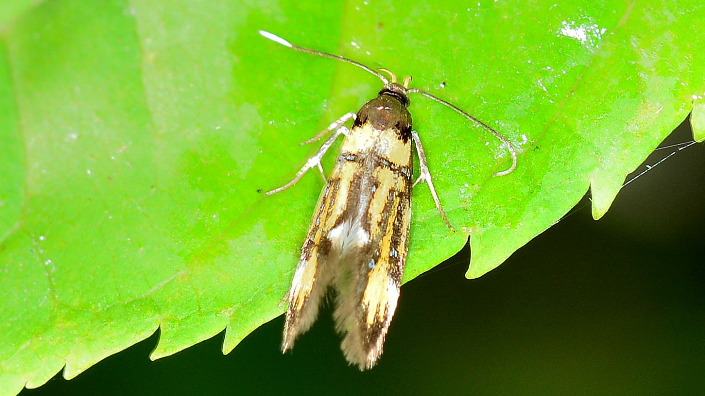 Schiffermuelleria grandis - Oecophoridae