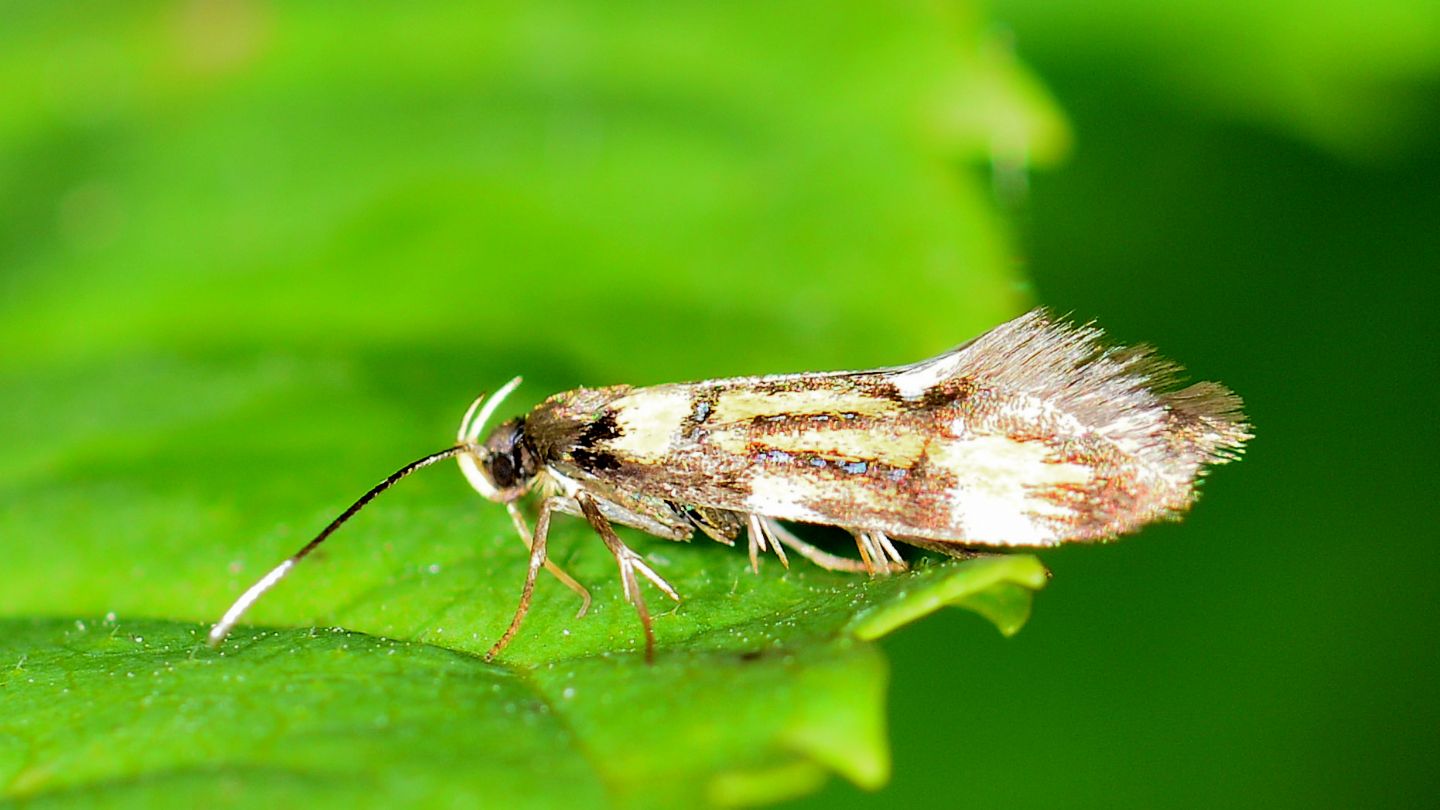 Schiffermuelleria grandis - Oecophoridae