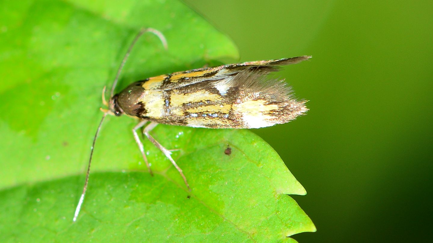 Schiffermuelleria grandis - Oecophoridae