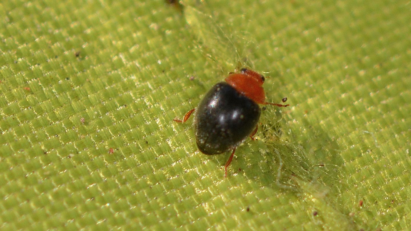 Coccinellidae sardo: Rhyzobius lophanthae