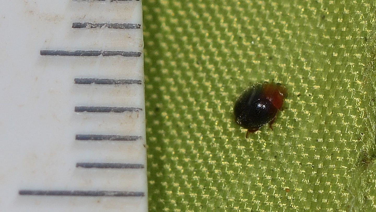 Coccinellidae sardo: Rhyzobius lophanthae