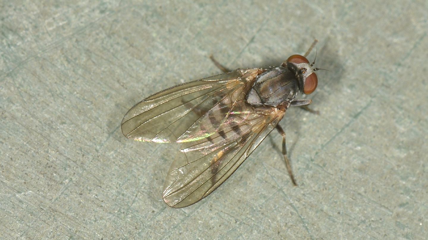 Mosca veloce: Platypezidae: Protoclythia modesta, femmina