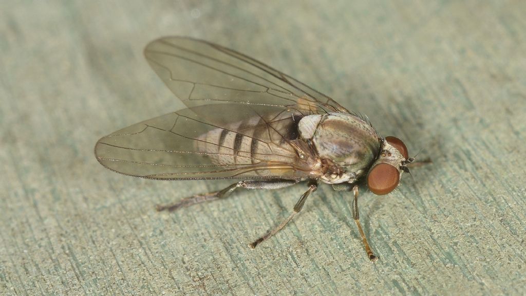 Mosca veloce: Platypezidae: Protoclythia modesta, femmina