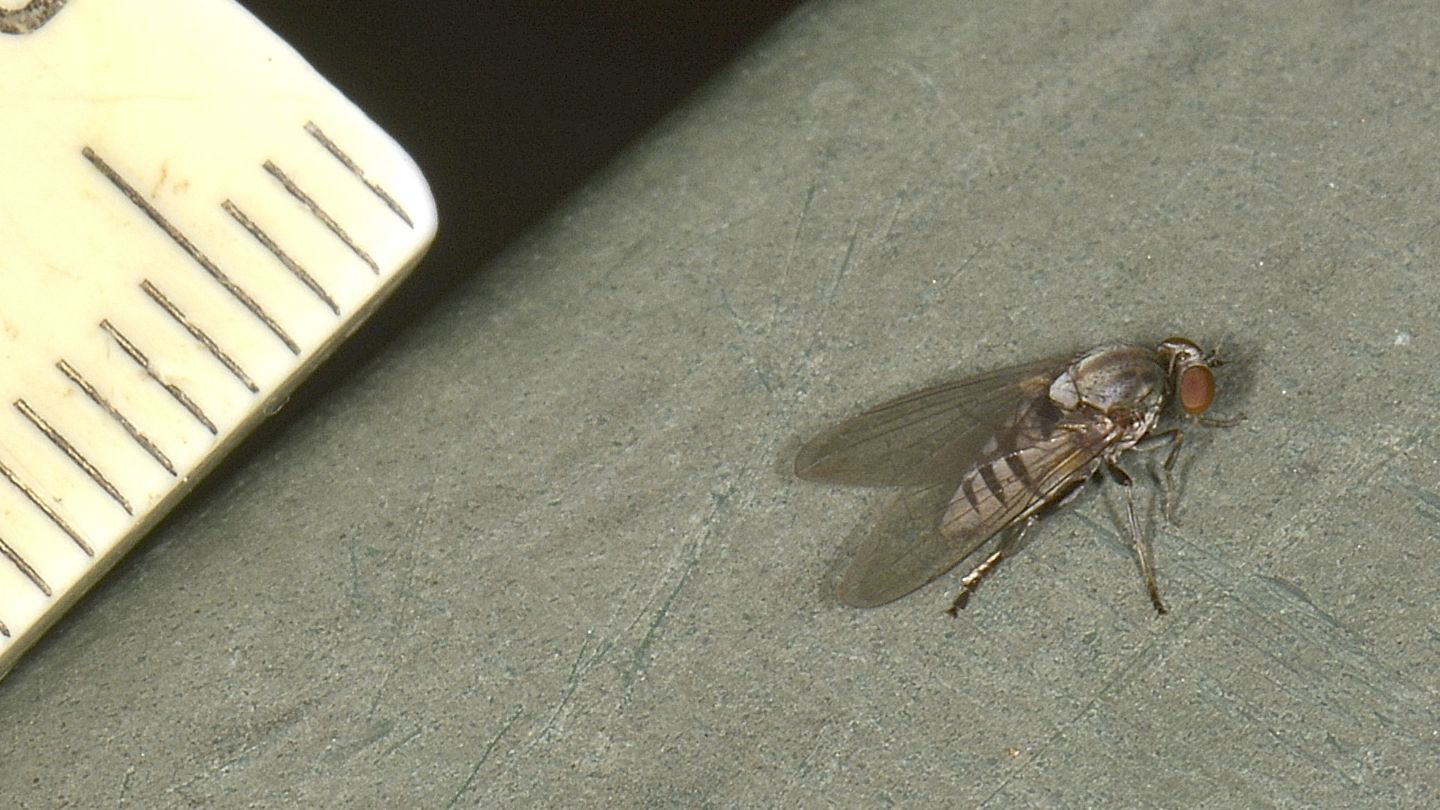 Mosca veloce: Platypezidae: Protoclythia modesta, femmina