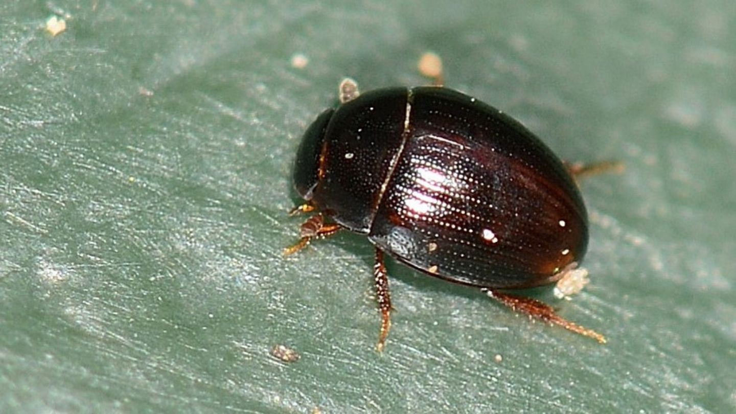 Hydrophilidae: Cercyon sp.