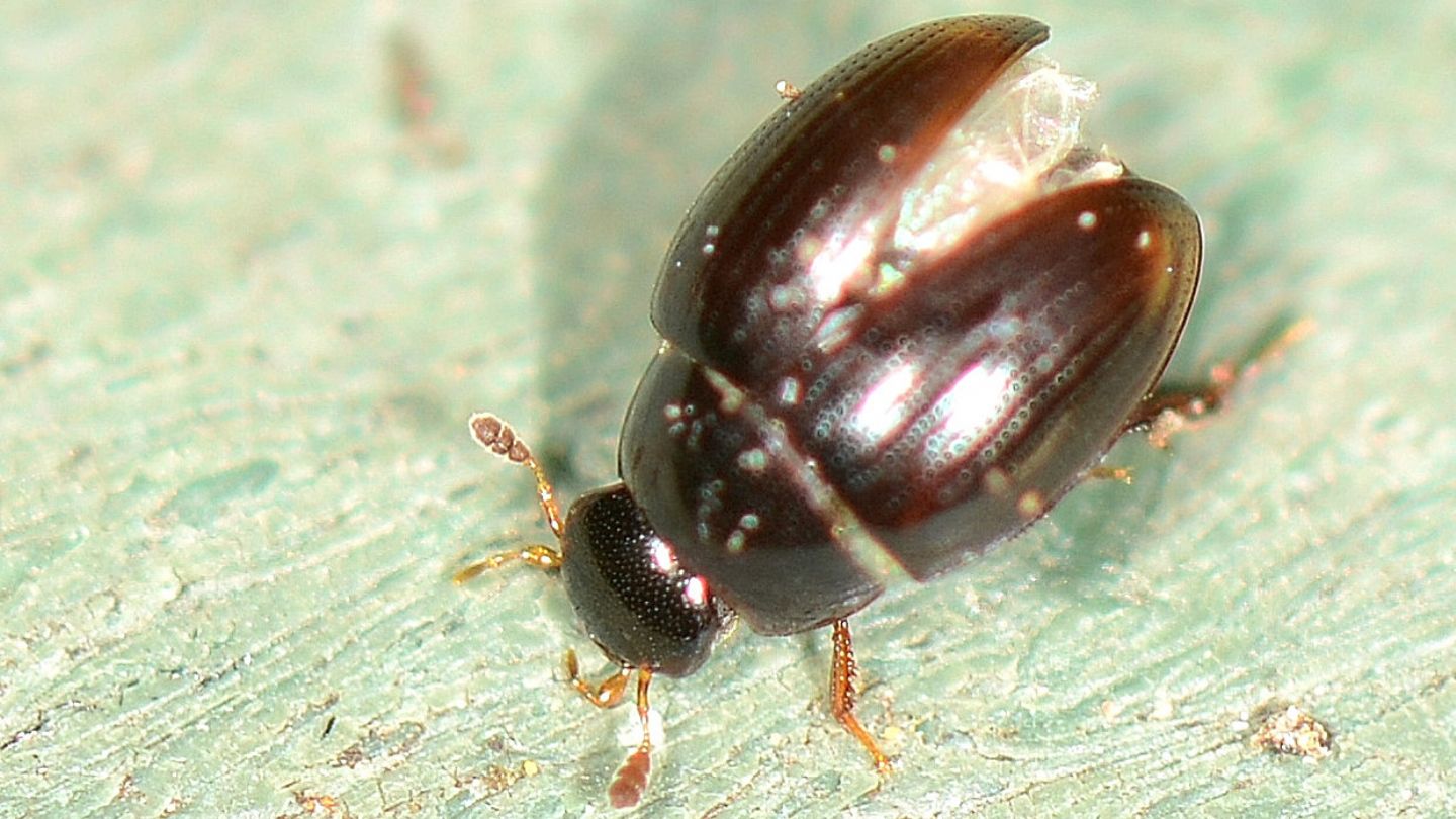 Hydrophilidae: Cercyon sp.