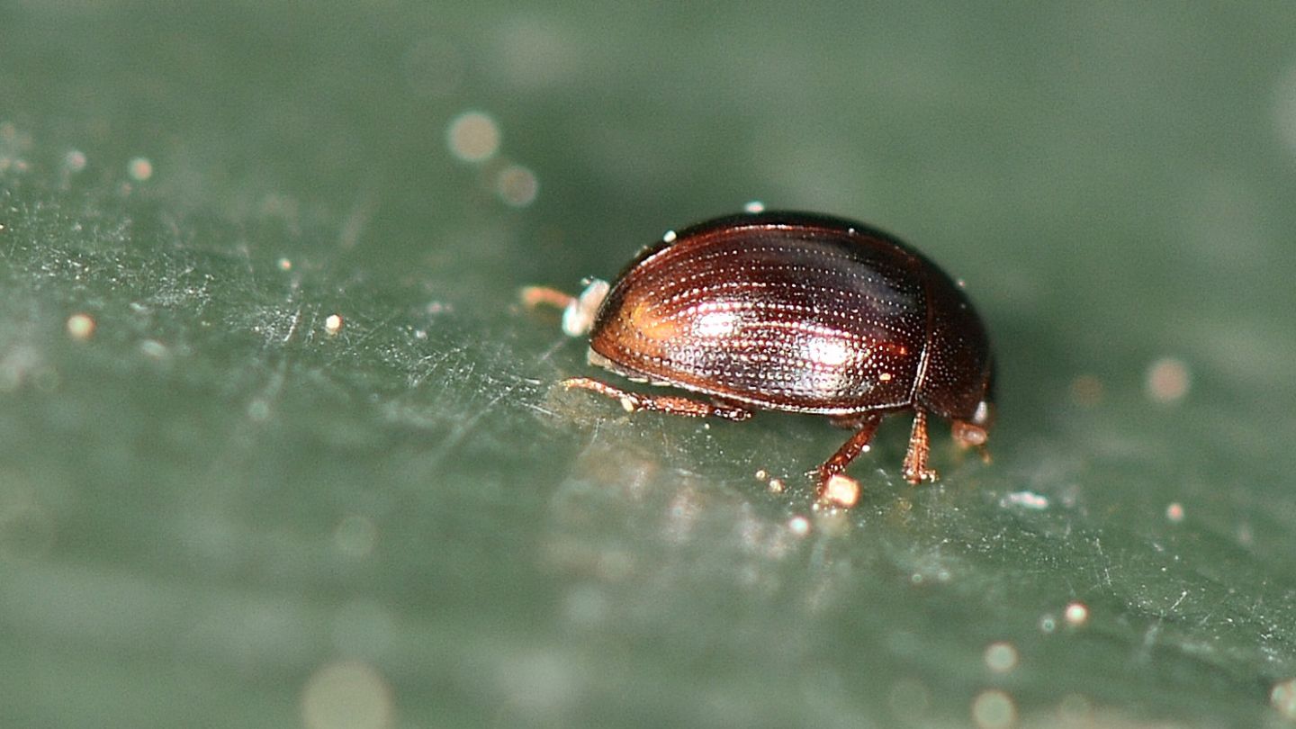 Hydrophilidae: Cercyon sp.