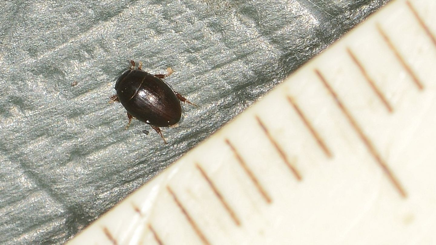 Hydrophilidae: Cercyon sp.